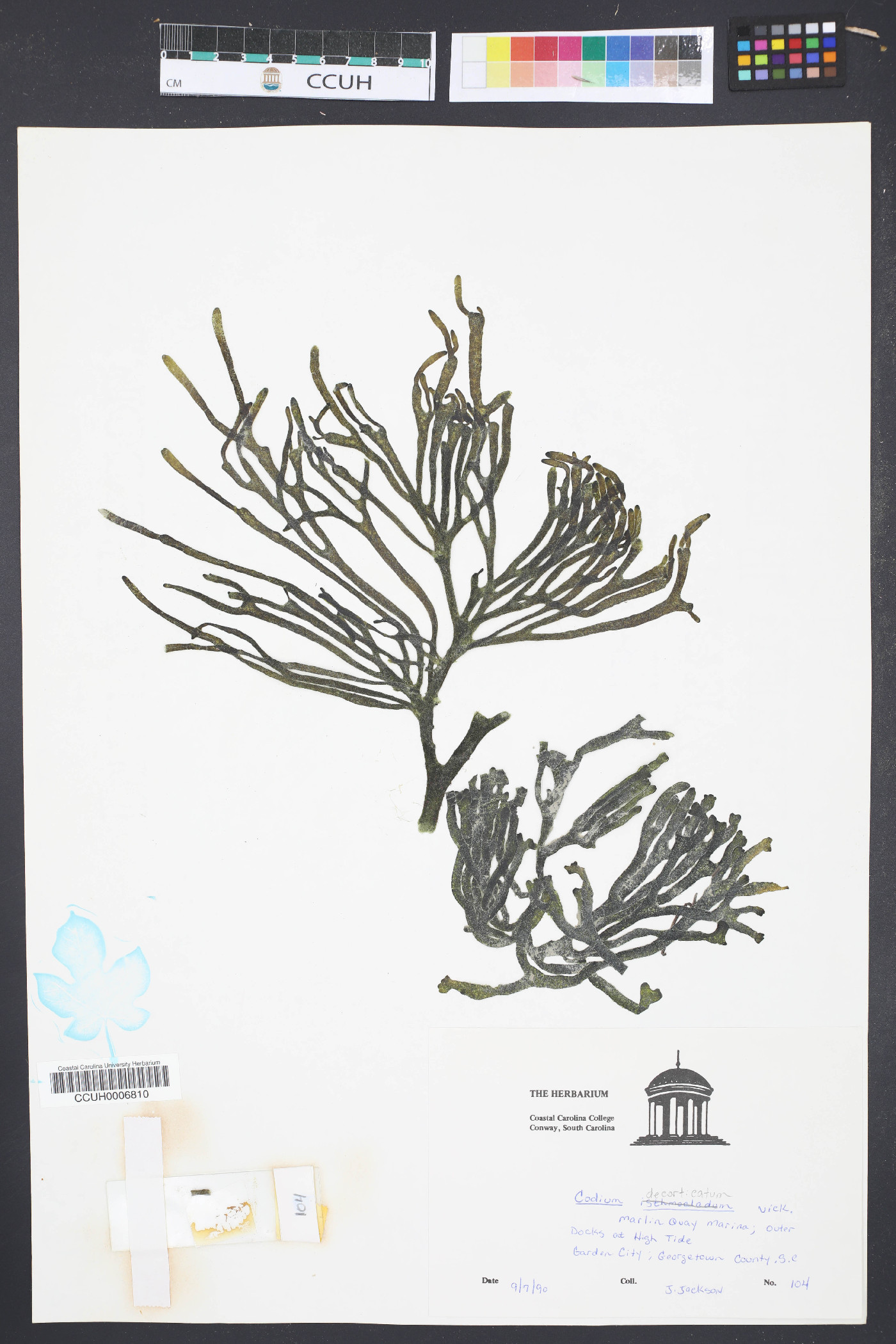 Codium decorticatum image