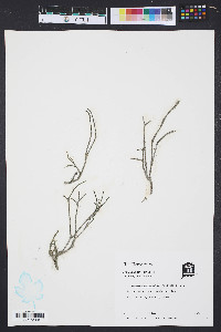 Codium decorticatum image