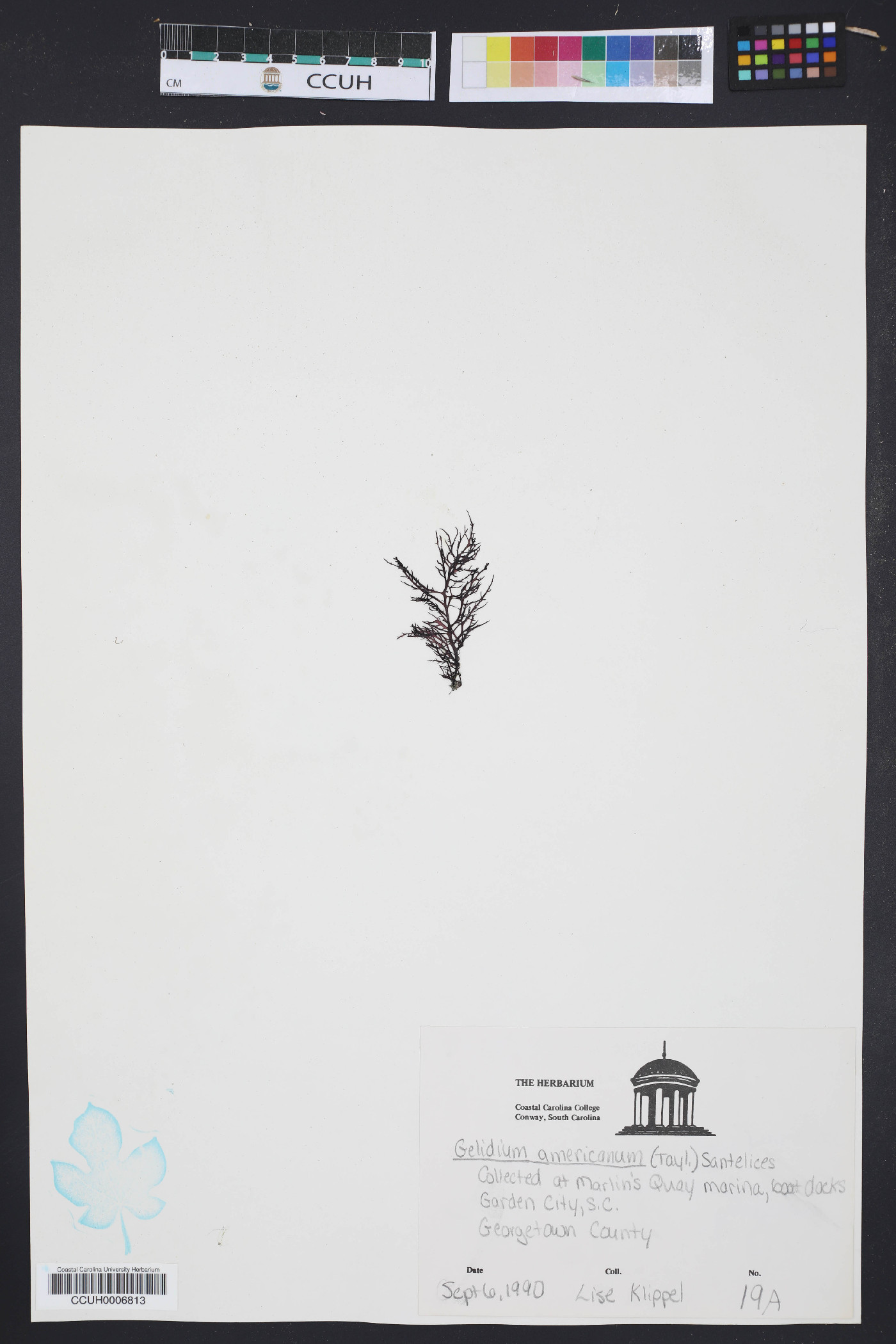 Gelidium americanum image