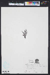 Media resource of Gelidium americanum