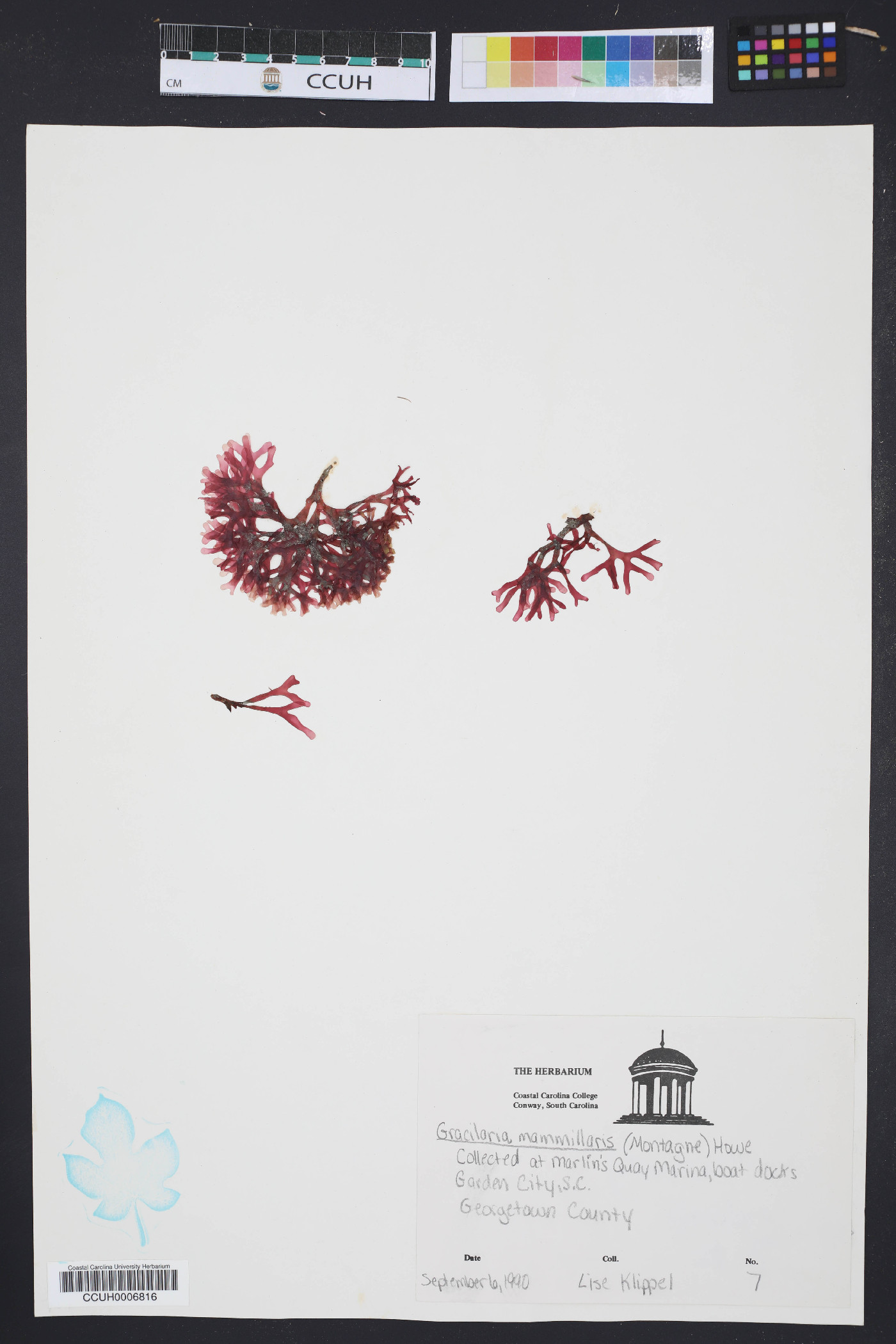 Gracilaria mammillaris image