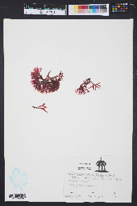 Gracilaria mammillaris image