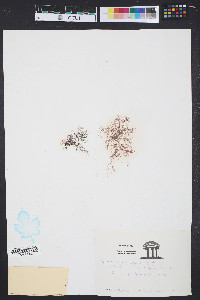 Ceramium rubrum image