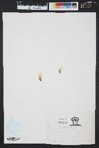 Enteromorpha compressa image