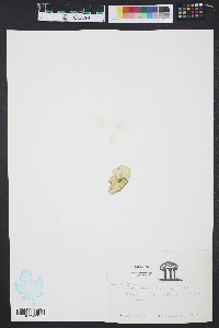 Ulva lactuca image