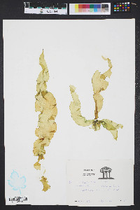 Petalonia fascia image