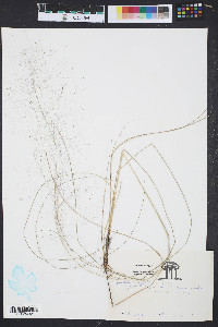Muhlenbergia capillaris image
