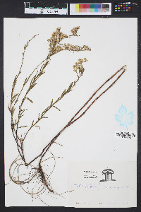 Solidago sempervirens image