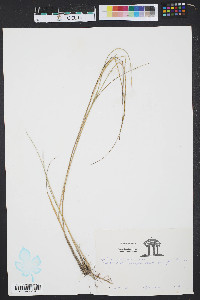 Spartina alterniflora image