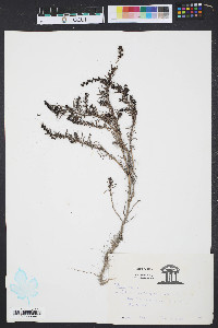 Salsola kali image