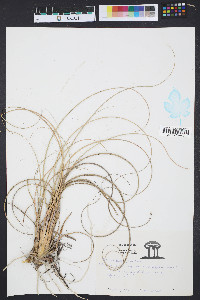 Spartina patens image