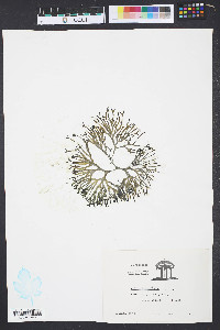Codium isthmocladum image