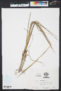Spartina alterniflora image