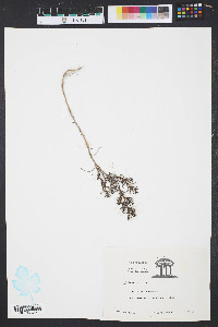 Salsola kali image