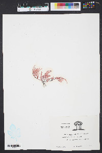 Grateloupia filicina image
