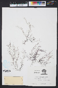 Gelidium corneum image