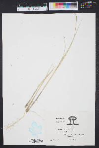 Spartina patens image