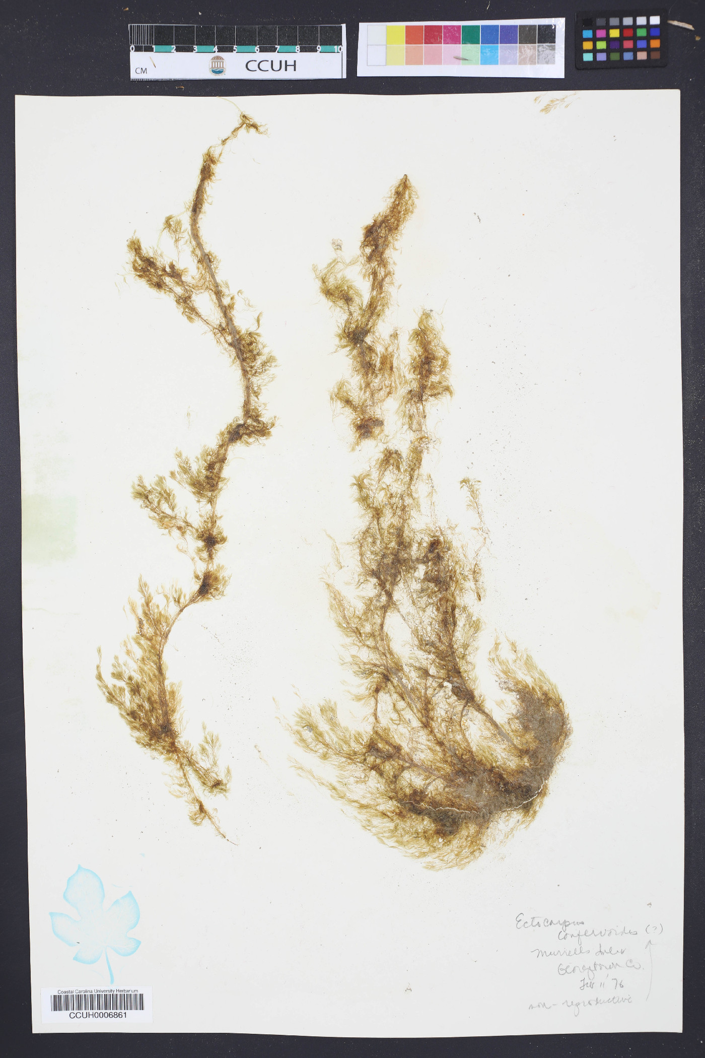 Ectocarpus image