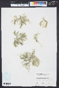 Cladophora flexuosa image