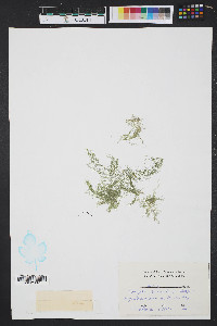 Cladophora fascicularis image