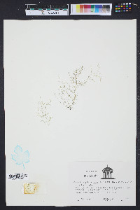 Cladophora glaucescens image