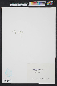 Cladophora glaucescens image