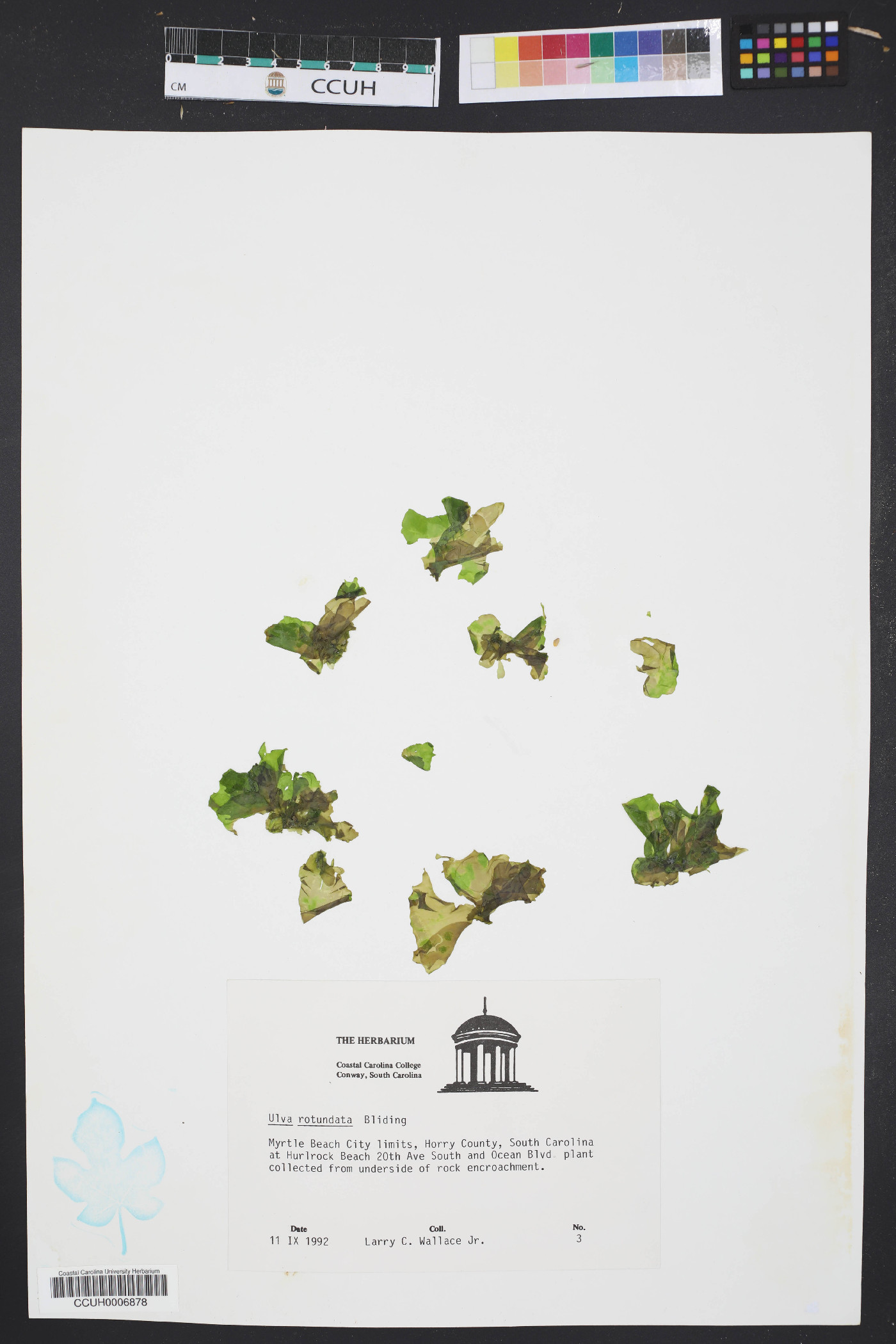 Ulva rotundata image