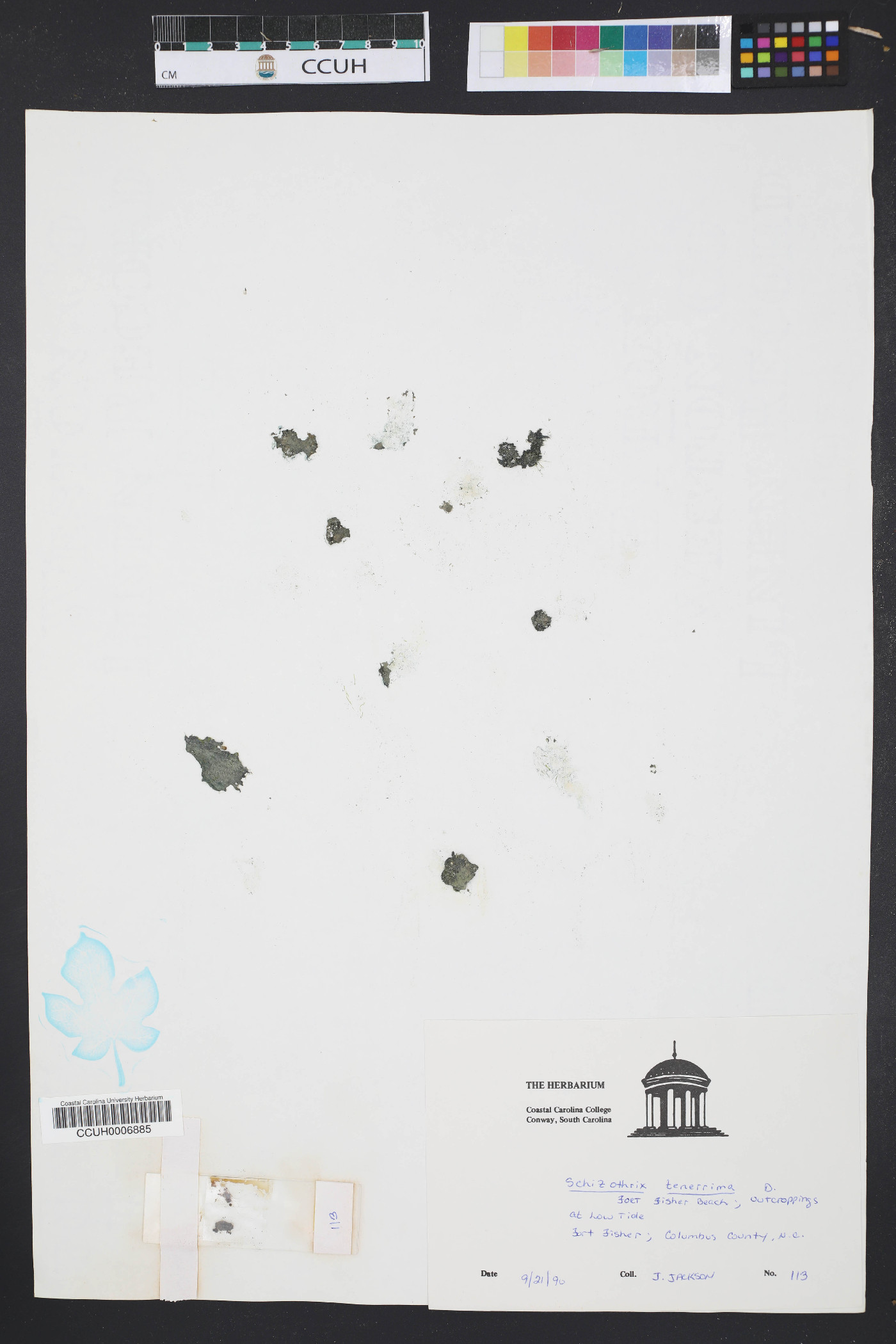 Schizotrichaceae image