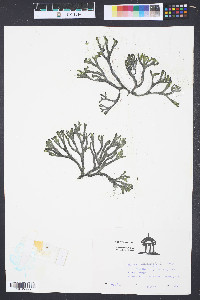 Codium isthmocladum image