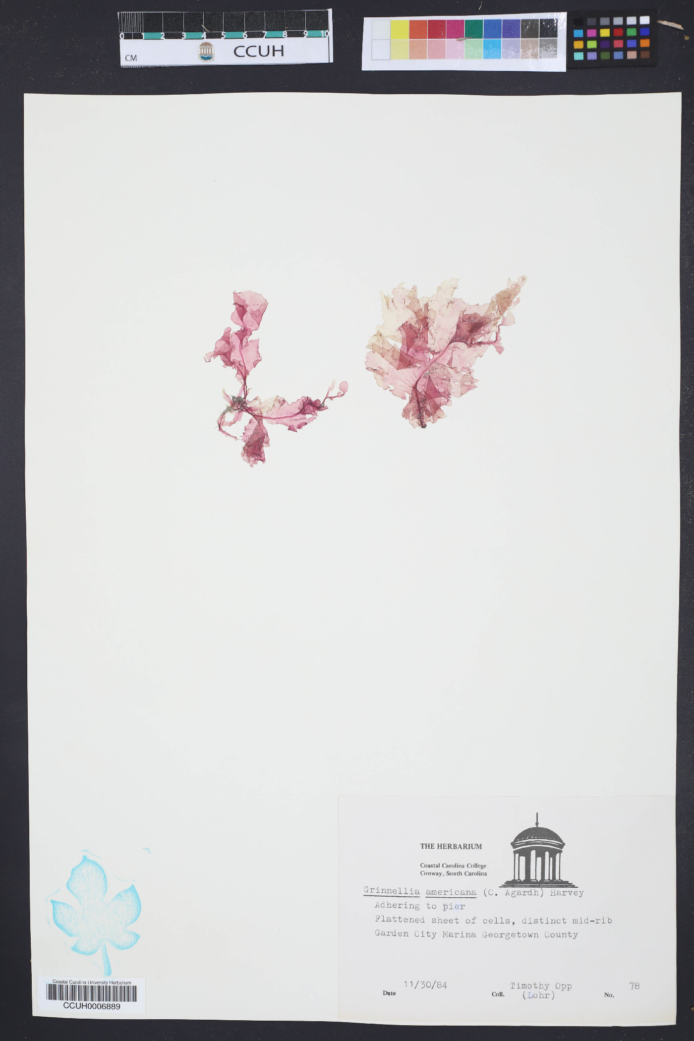Grinnellia americana image
