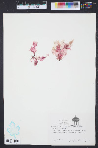 Grinnellia americana image