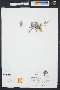 Hypnea musciformis image