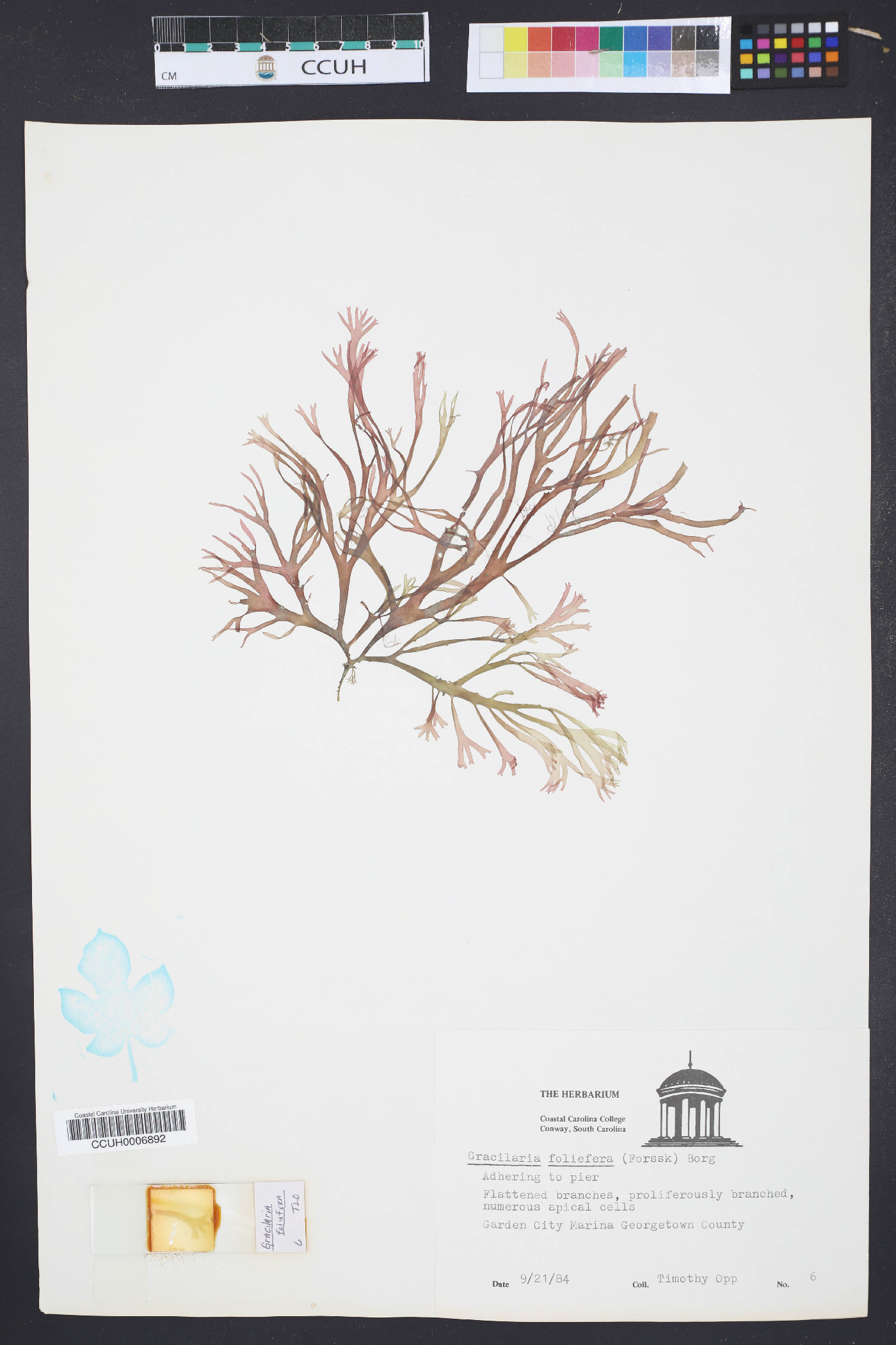 Gracilaria foliifera image