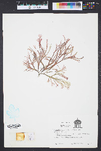Gracilaria foliifera image