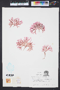 Gracilaria mammillaris image