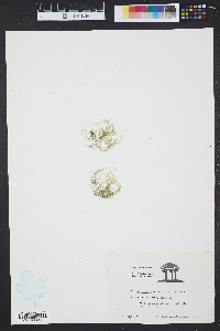 Enteromorpha compressa image