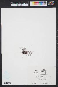 Hypnea cervicornis image