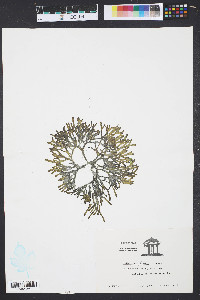 Codium isthmocladum image