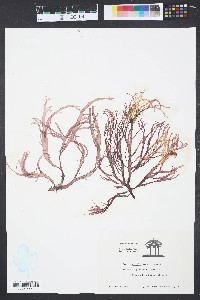 Gracilaria foliifera image
