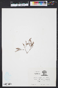 Limonium carolinianum image