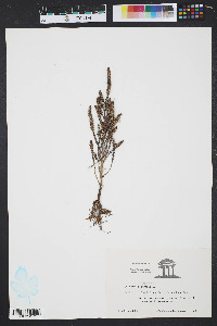 Salicornia europaea image