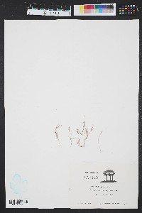 Corallina officinalis image