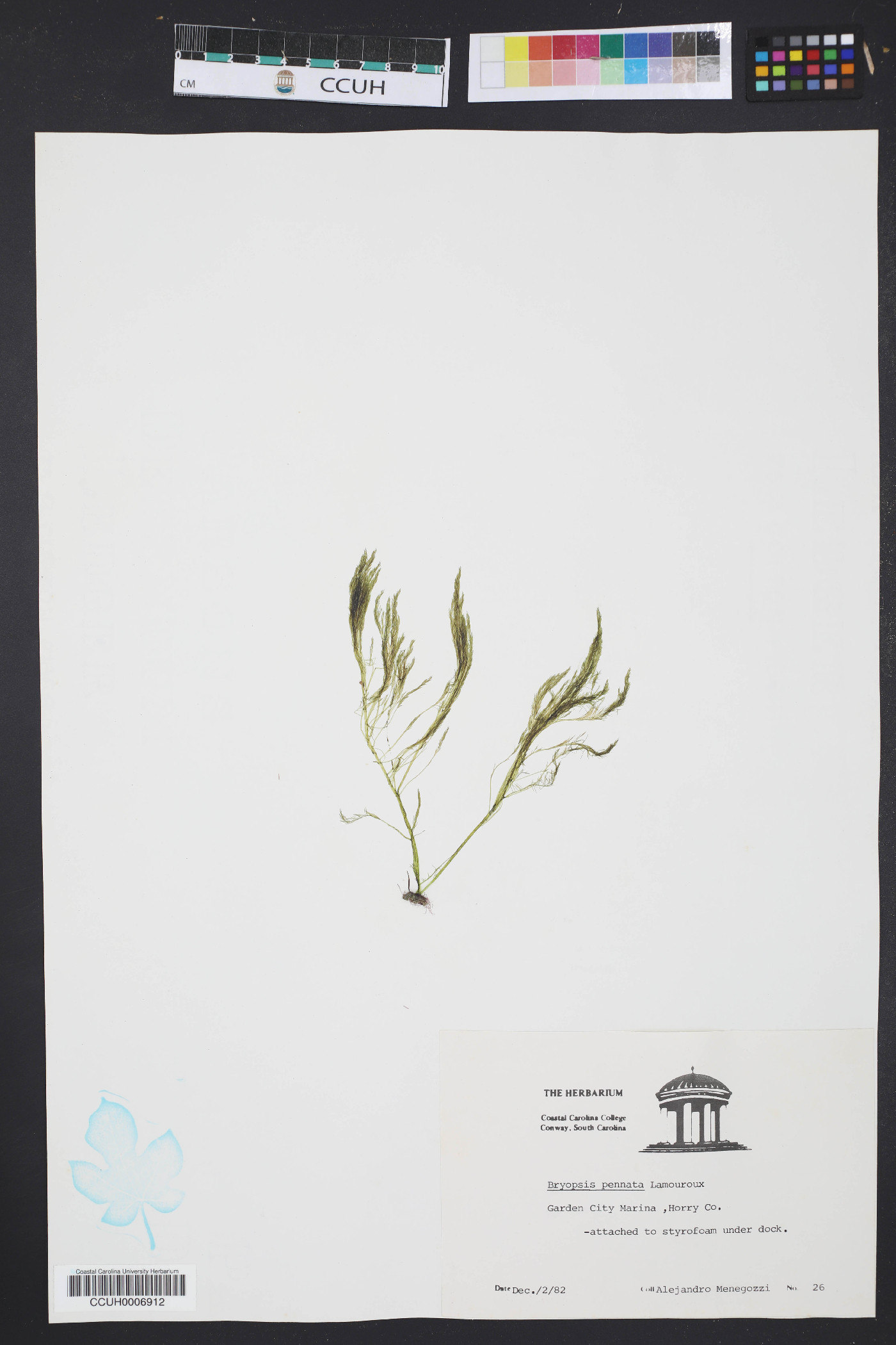 Bryopsis pennata image