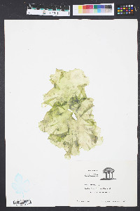 Ulva lactuca image
