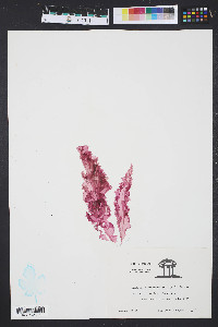Grinnellia americana image