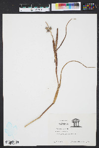 Cenchrus tribuloides image