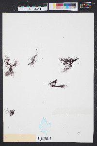 Hypnea musciformis image