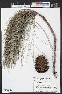 Pinus elliottii image