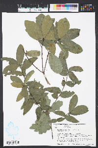 Quercus laurifolia image