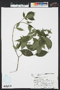 Cornus asperifolia image